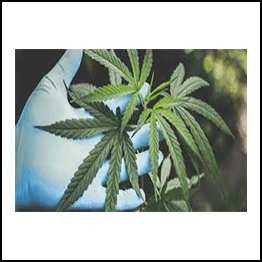 Launch a Successful CBD Business