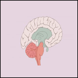 Rick Wilkes and Cathy VArtuli - Trauma and the Primitive Brain