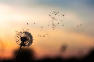 Lynn Waldrop - Joint Health Series